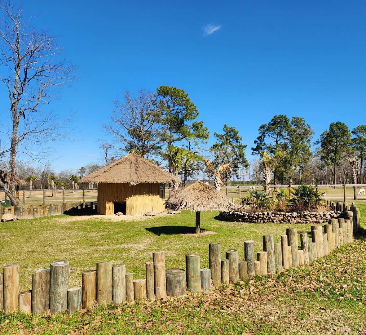 Eudora Wildlife Safari Park - Sulcata Tortoise yard