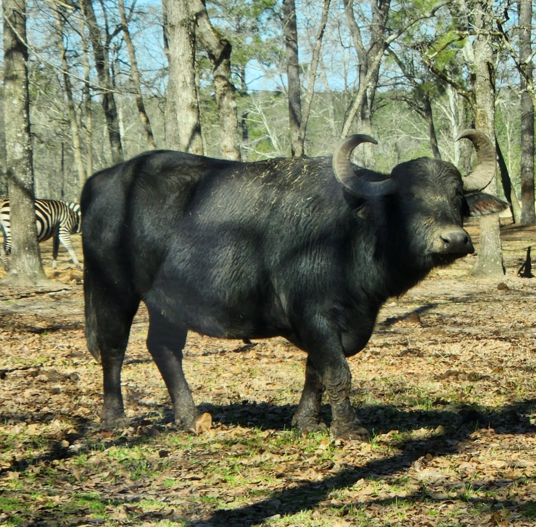 Eudora Wildlife Safari Park - Water Buffalo