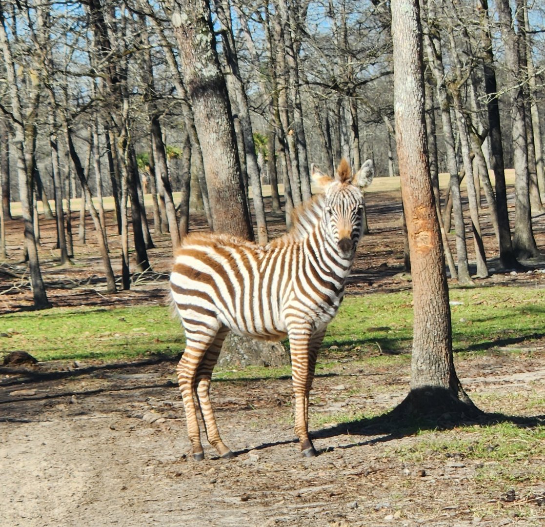Eudora Wildlife Safari Park - Zebra foal