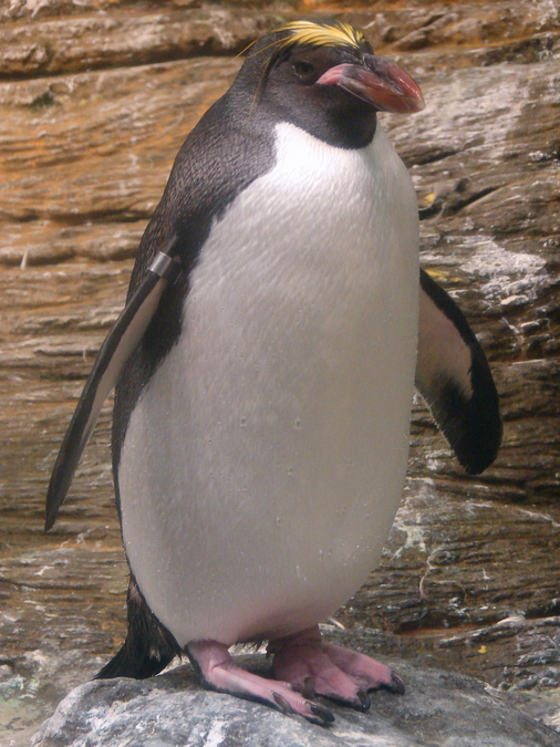 Eudyptes chrysolophus / Macaroni penguin
