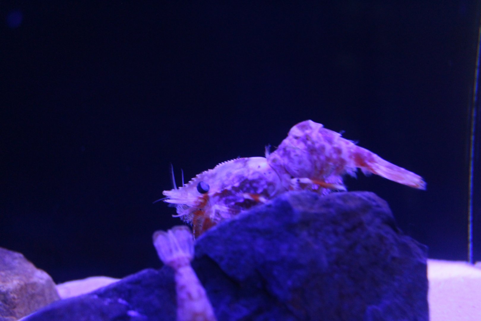 Eugonatonotus chacei