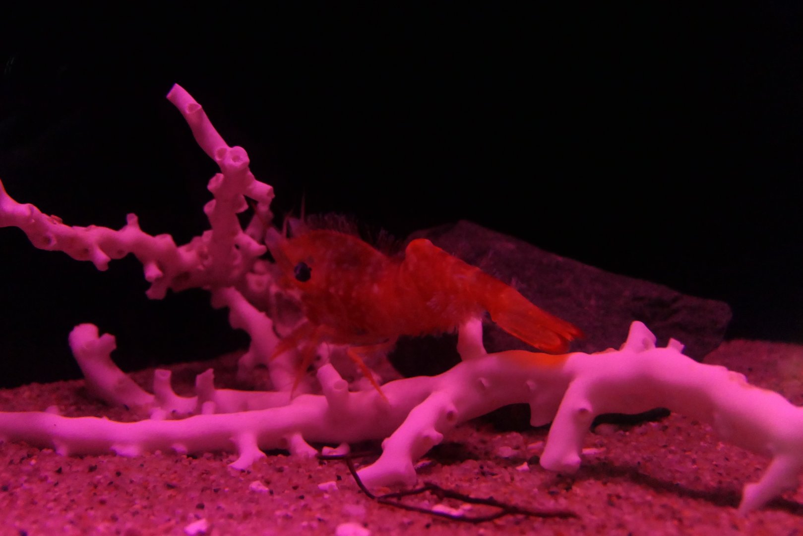 Eugonatonotus chacei