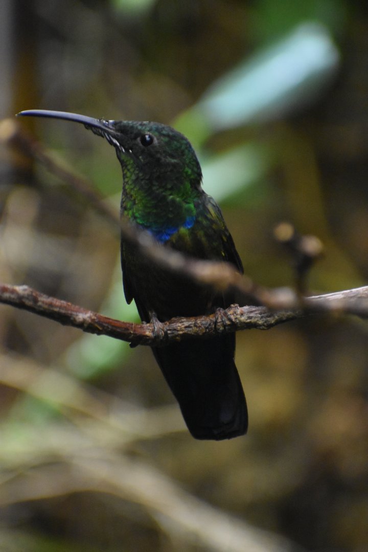 Eulampis holosericeus - Green-throated Carib
