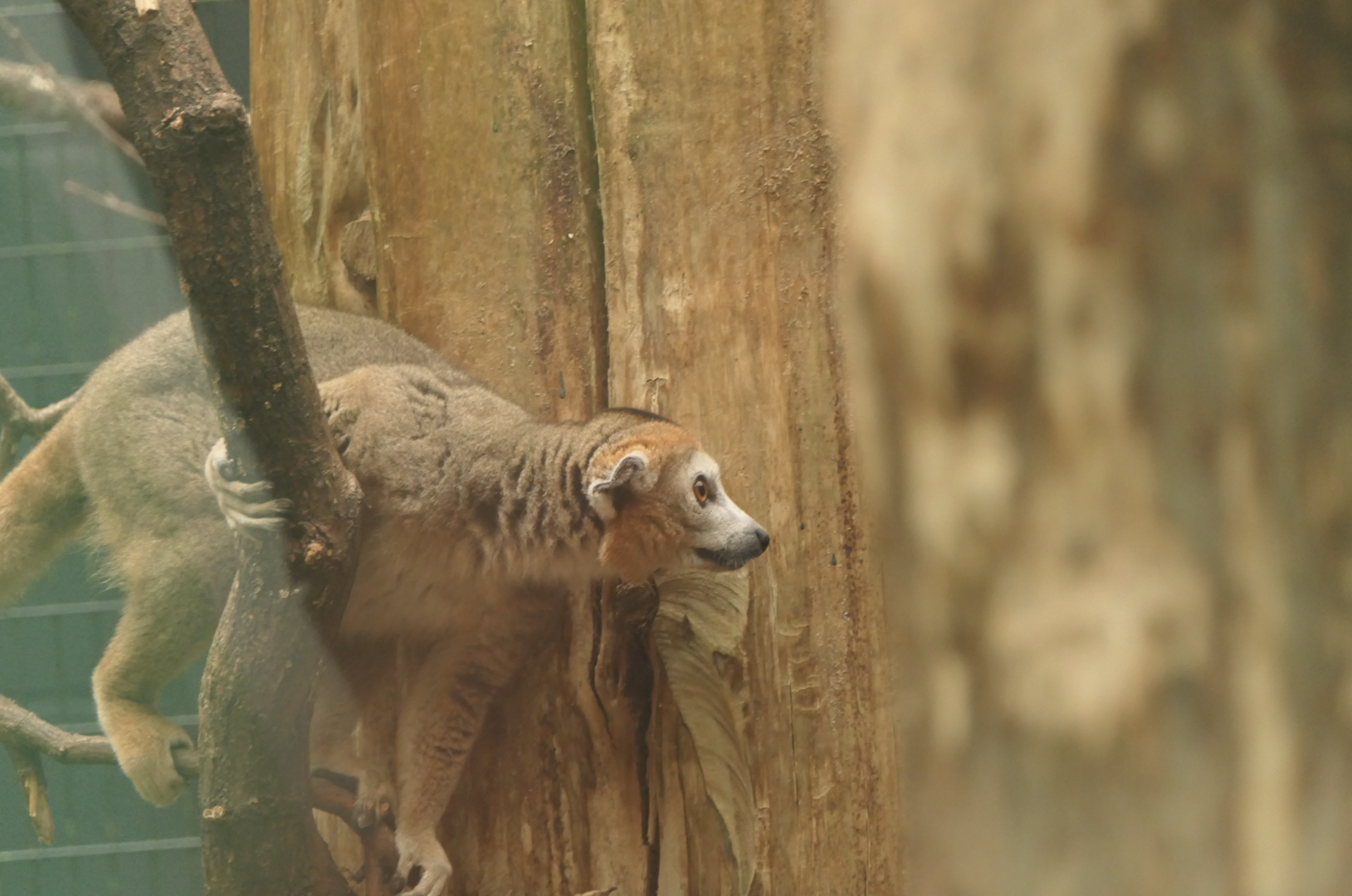Eulemur coronatus, July 2023