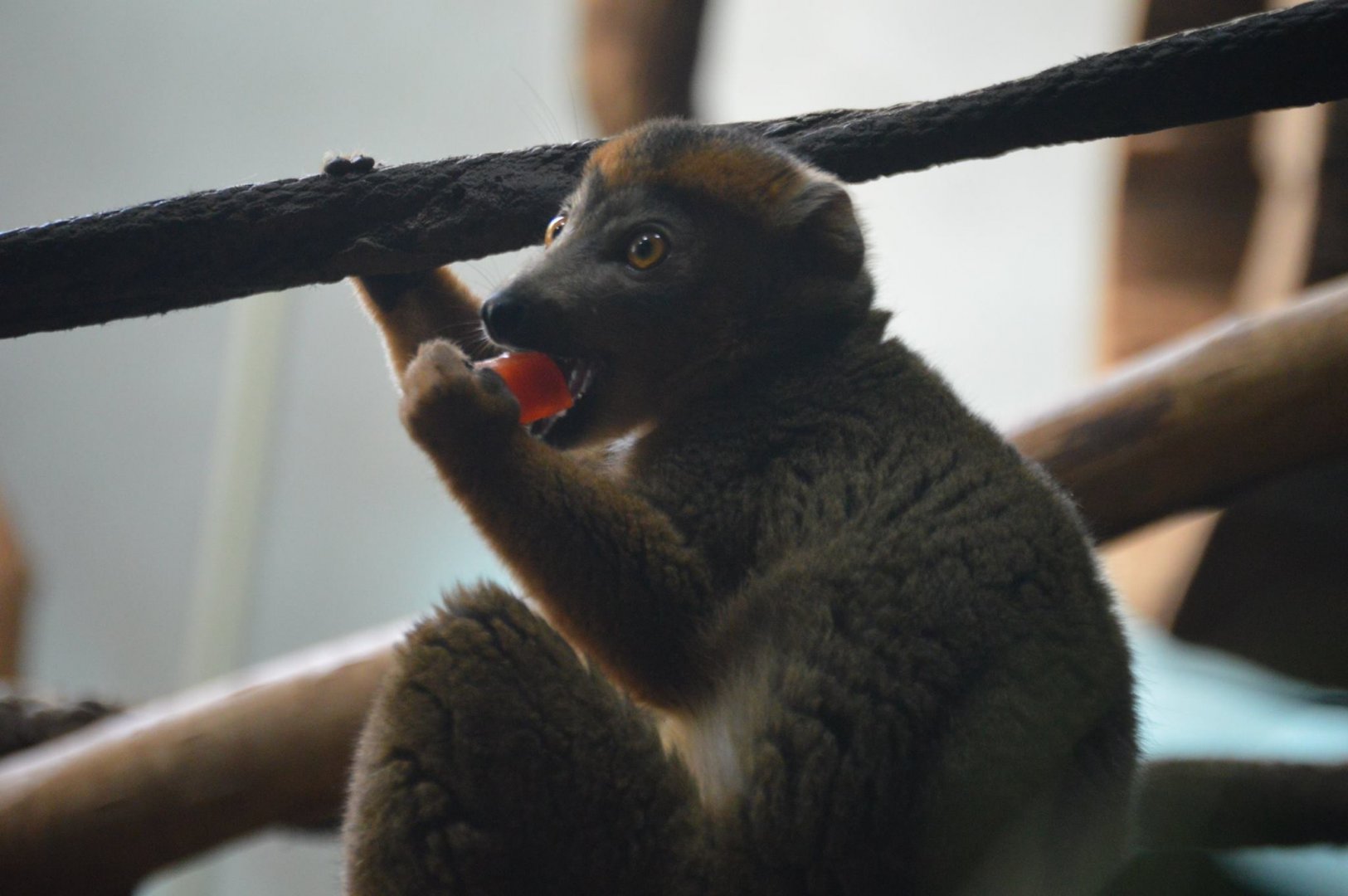 Eulemur coronatus