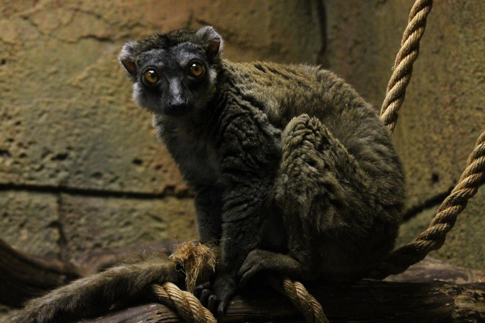 Eulemur fulvus ('pure' brown lemur)?