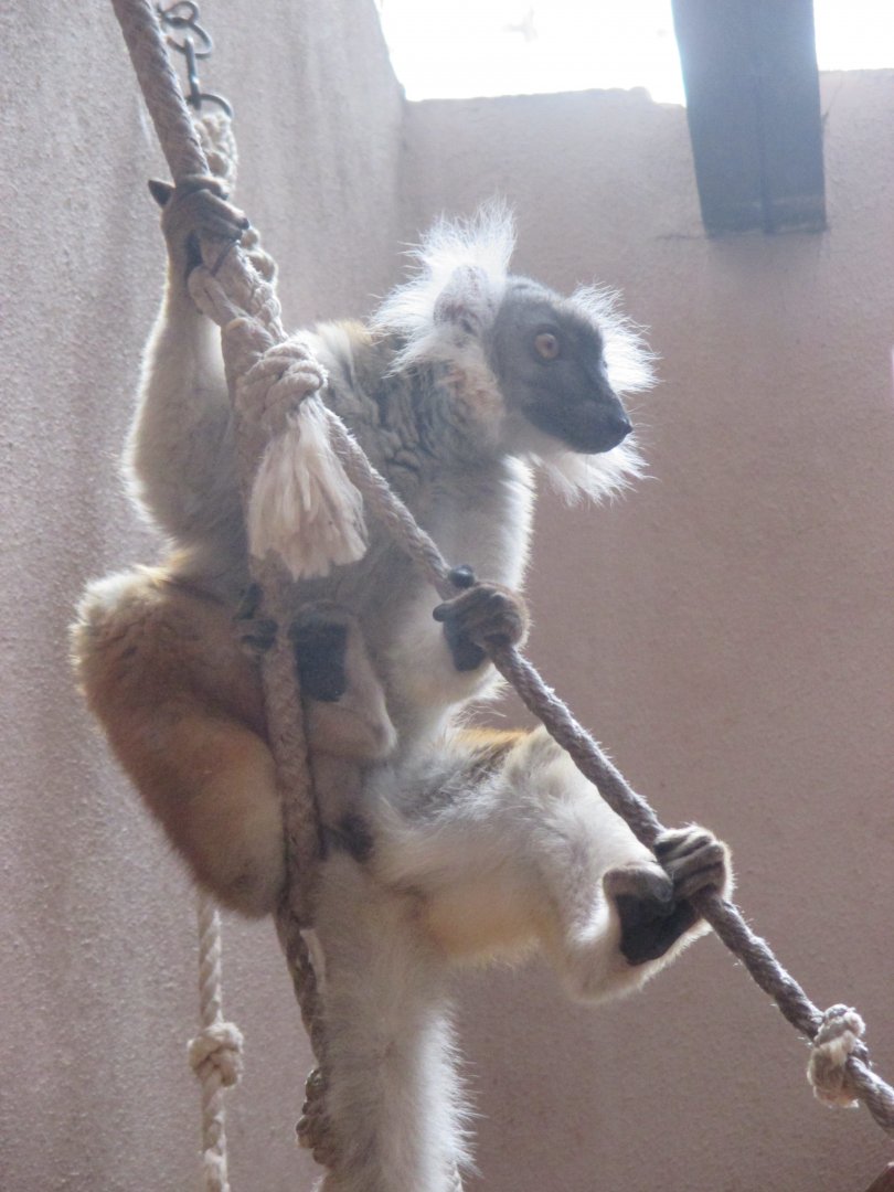 Eulemur macaco