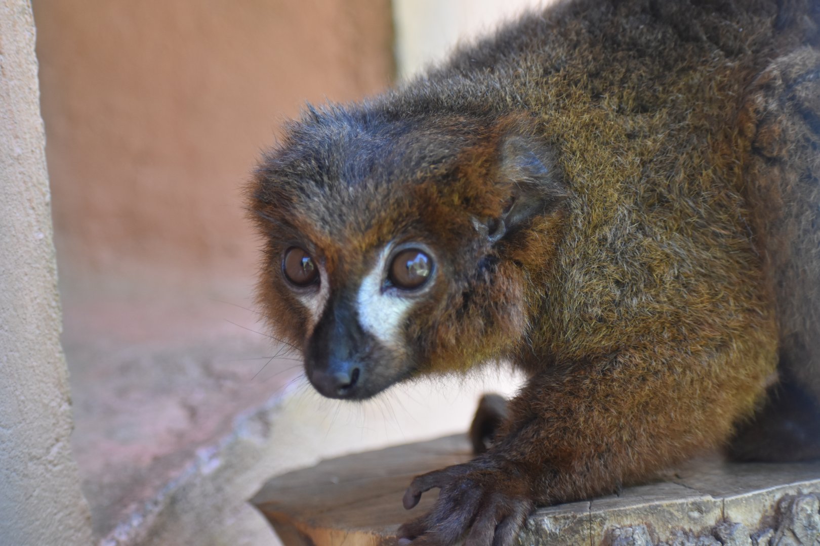 Eulemur rubriventer - Red-bellied lemur / Zoo d'Upie 2024