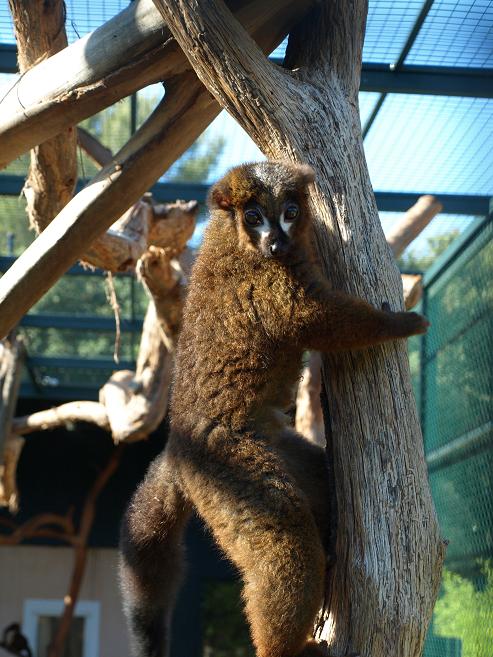 Eulemur rubriventer
