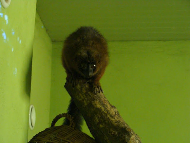 Eulemur rubriventer