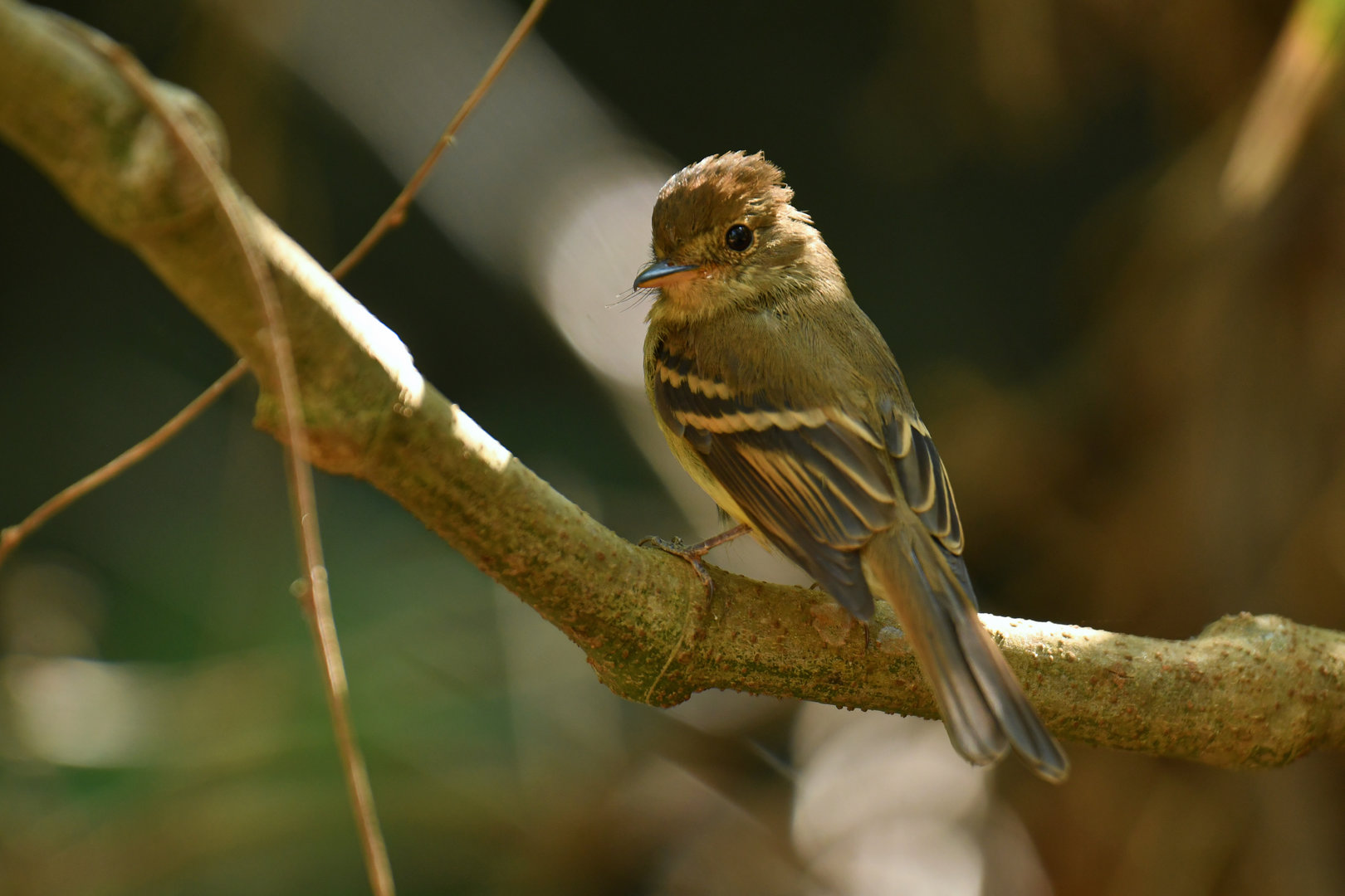 Euler's flycatcher (Lathrotriccus euleri)