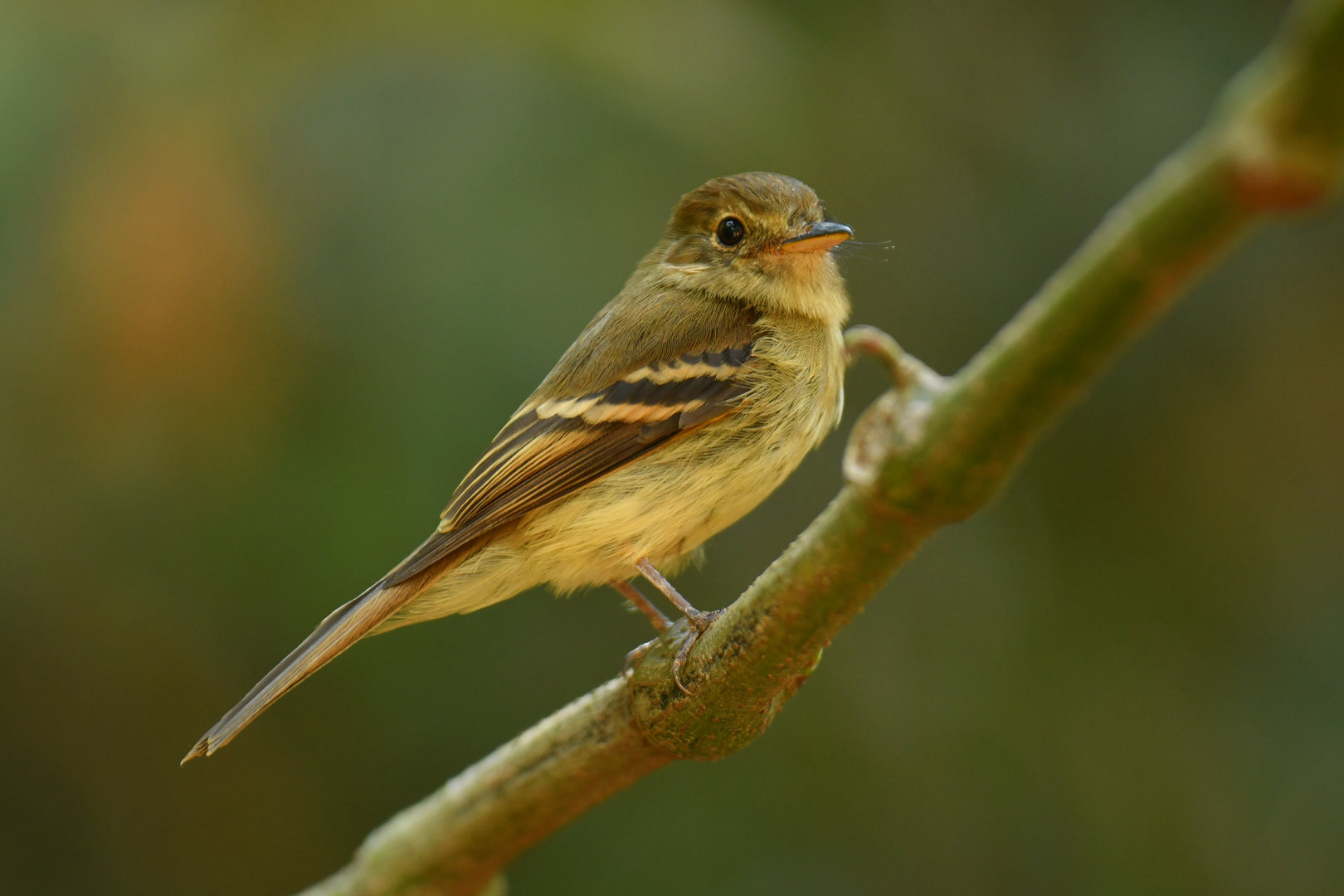 Euler's flycatcher (Lathrotriccus euleri)