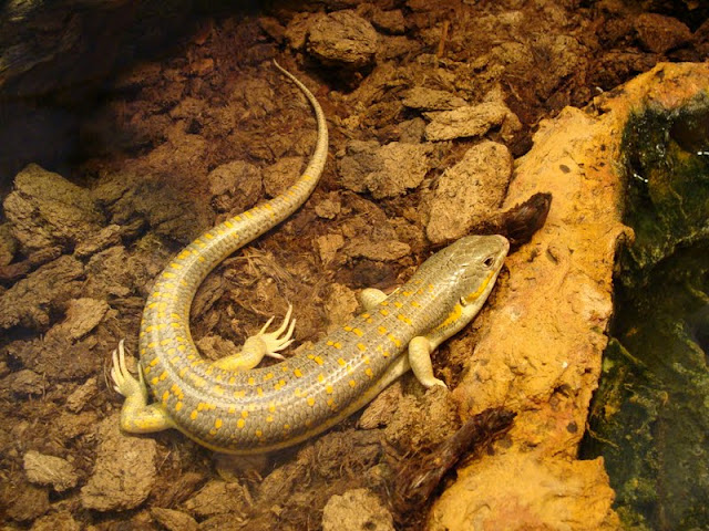 Eumeces schneideri princeps