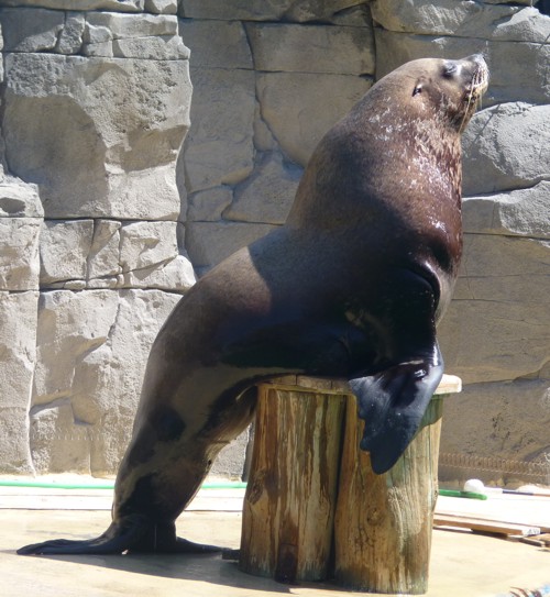 Eumetopias Jubatus 2 (22-7-17 Faunia)