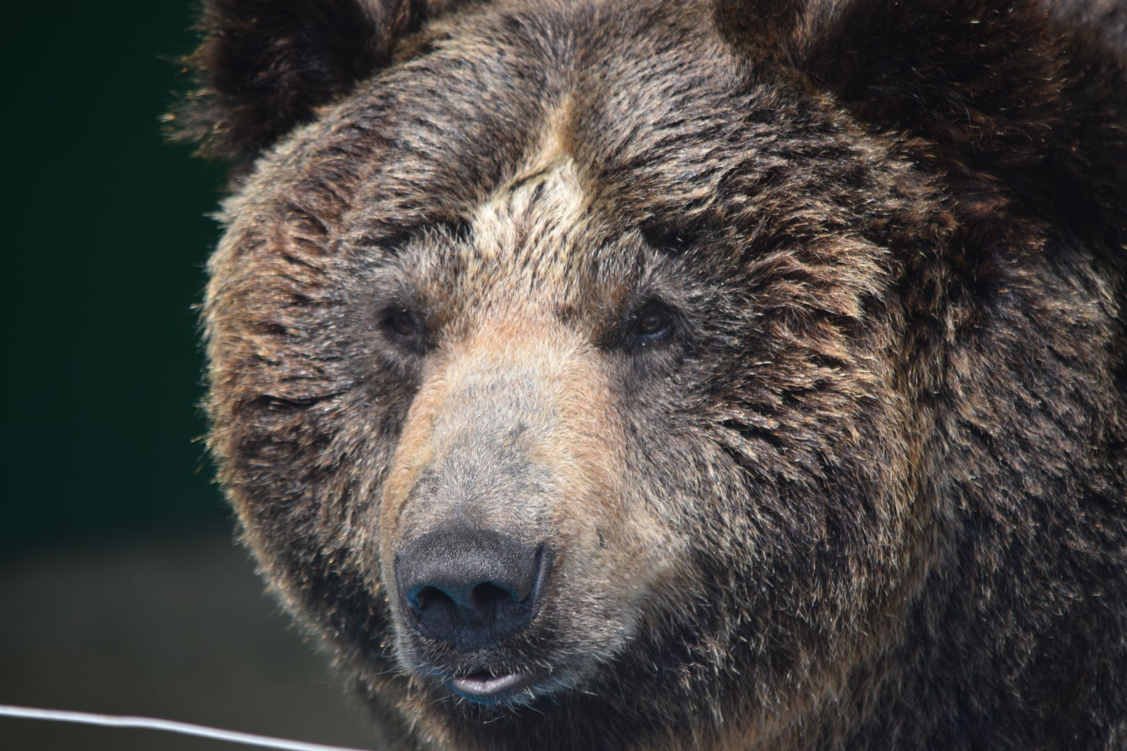 Eun-bi, the brown bear