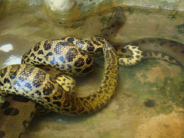 Eunectes murinus / Eunectes noteus