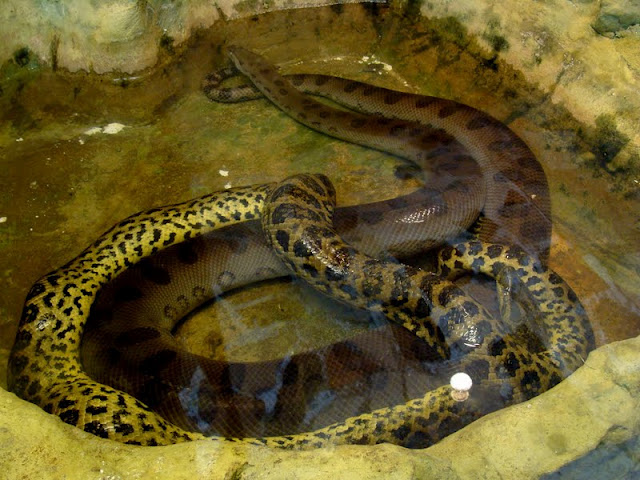 Eunectes murinus/Eunectes noteus