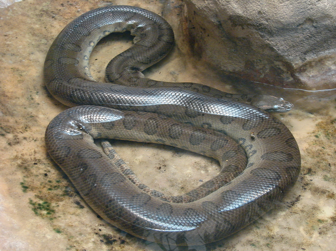 Eunectes murinus murinus / Green anaconda (male)