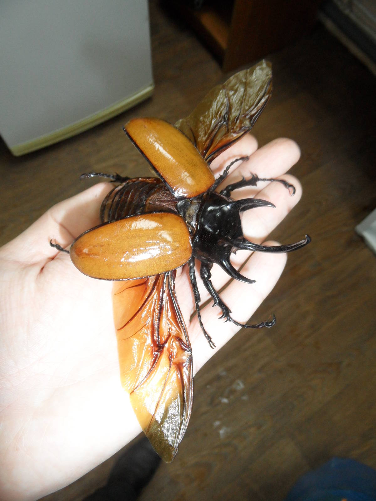 Eupatorus gracilicornis