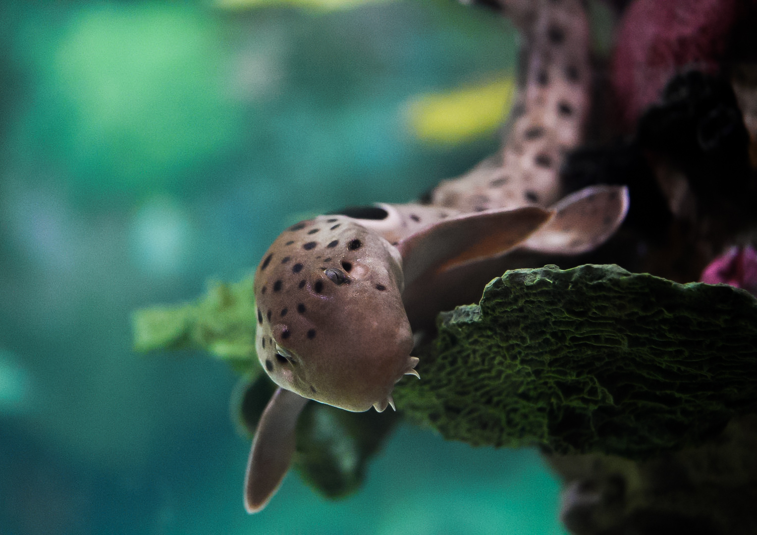 Eupaulette Shark