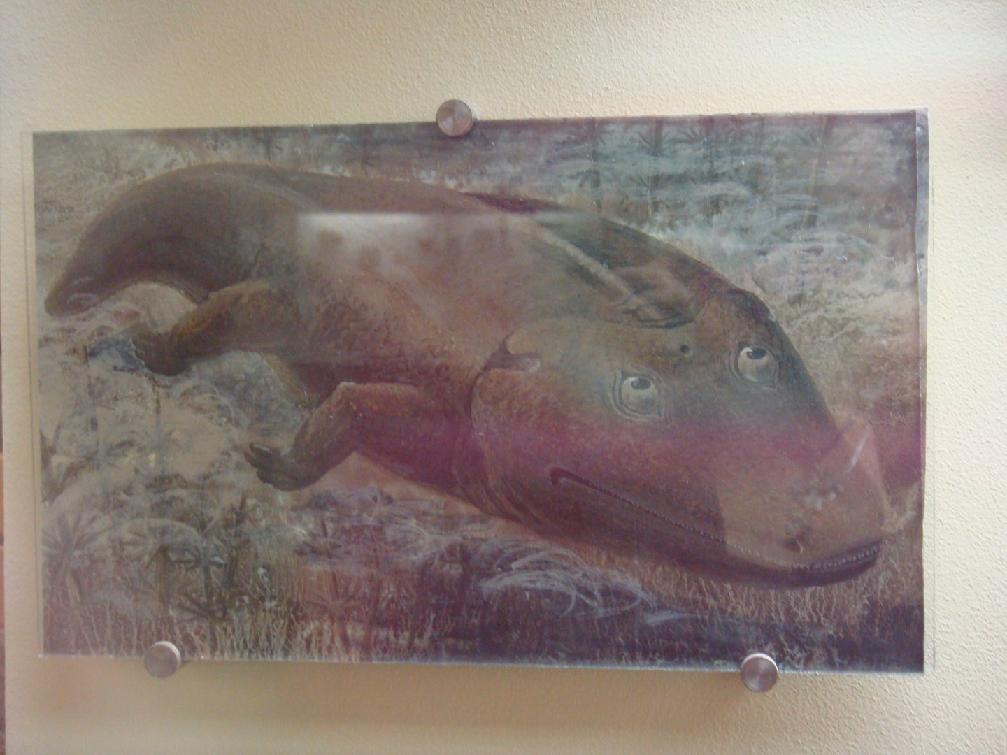 Eupelor fraasi reconstruction