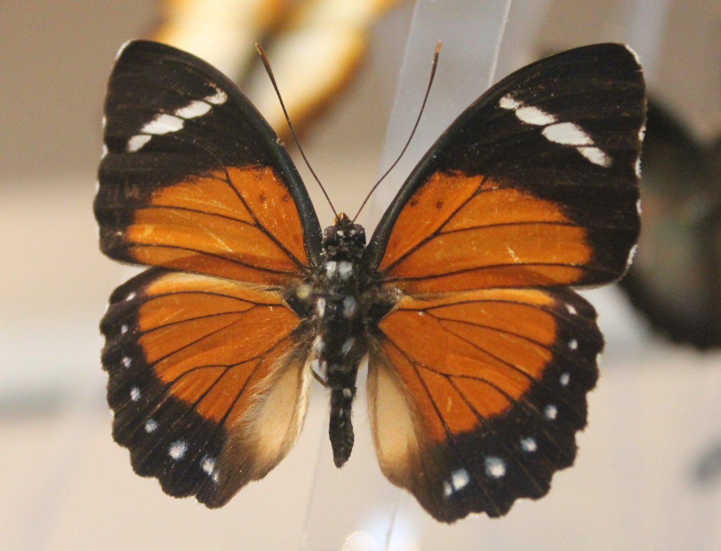 Euphaedra eleus - Male