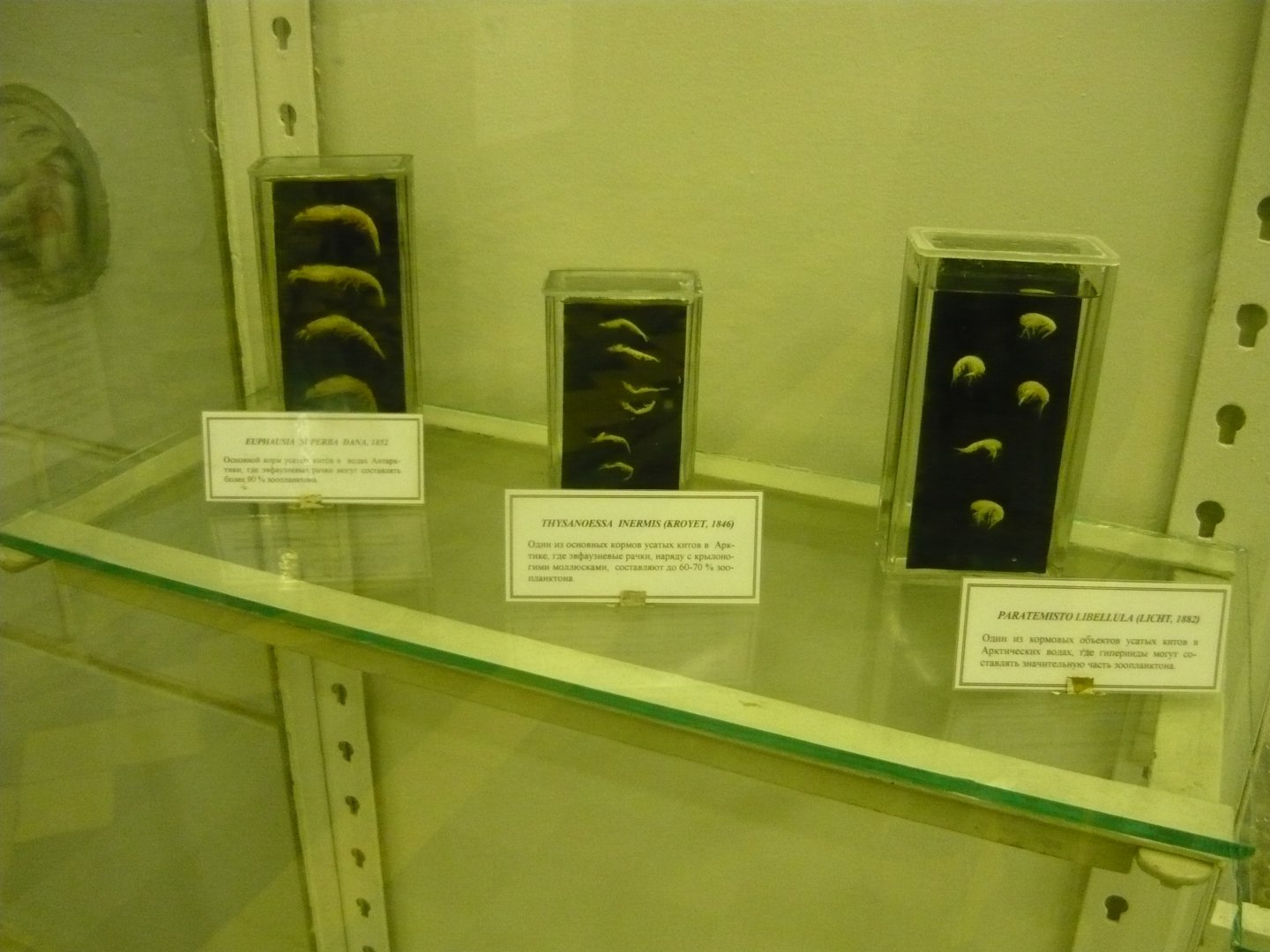 Euphausiids and Hyperiids