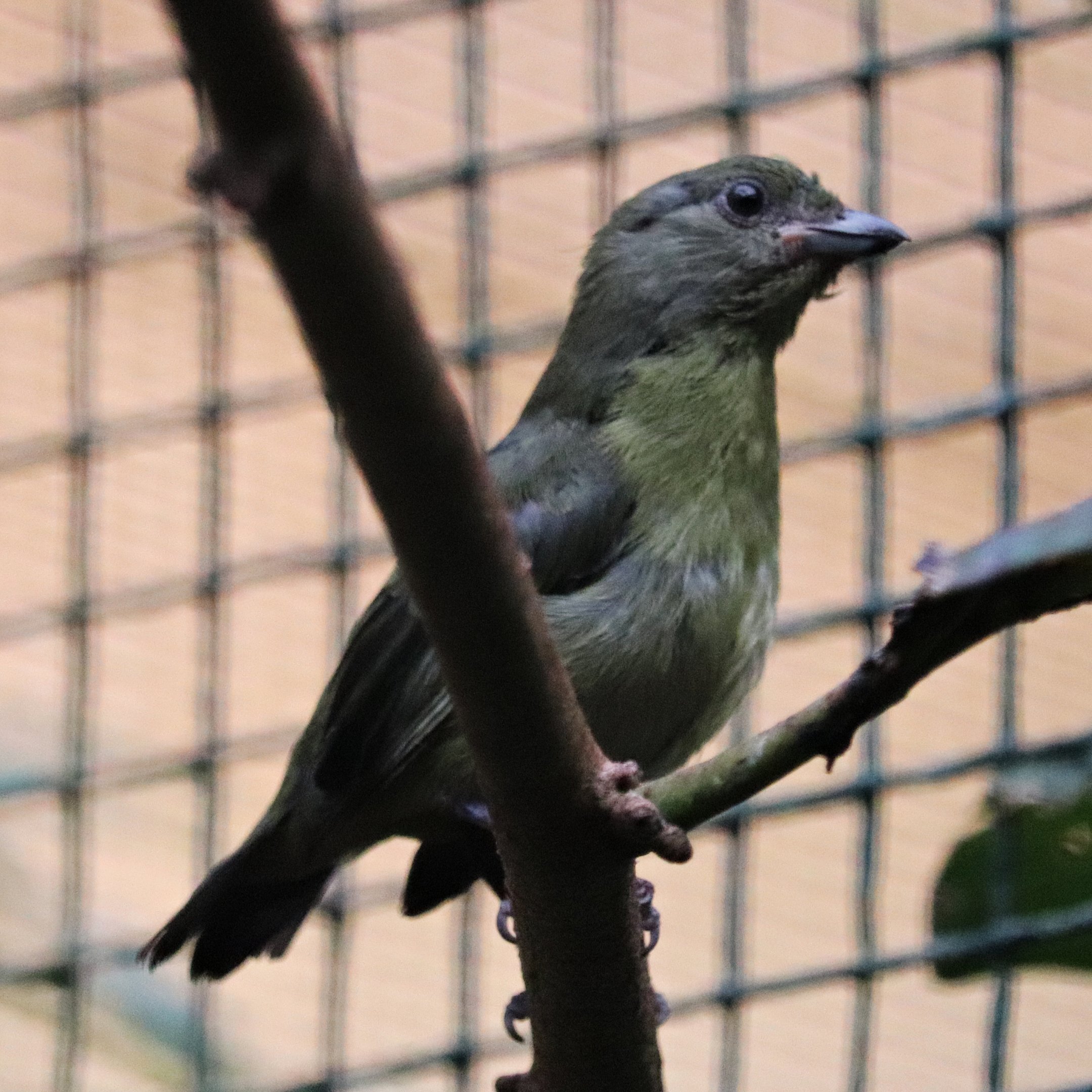 Euphonia female (ID help?)