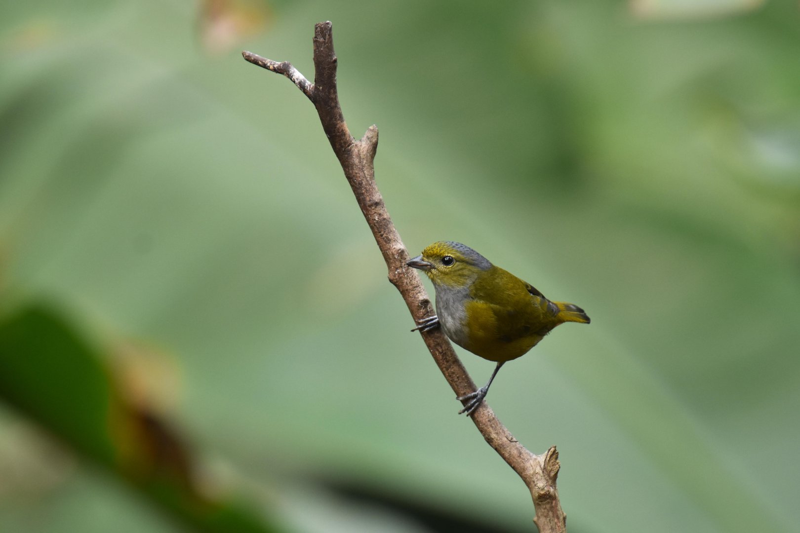 Euphonia violacea (Violaceous Euphonia)