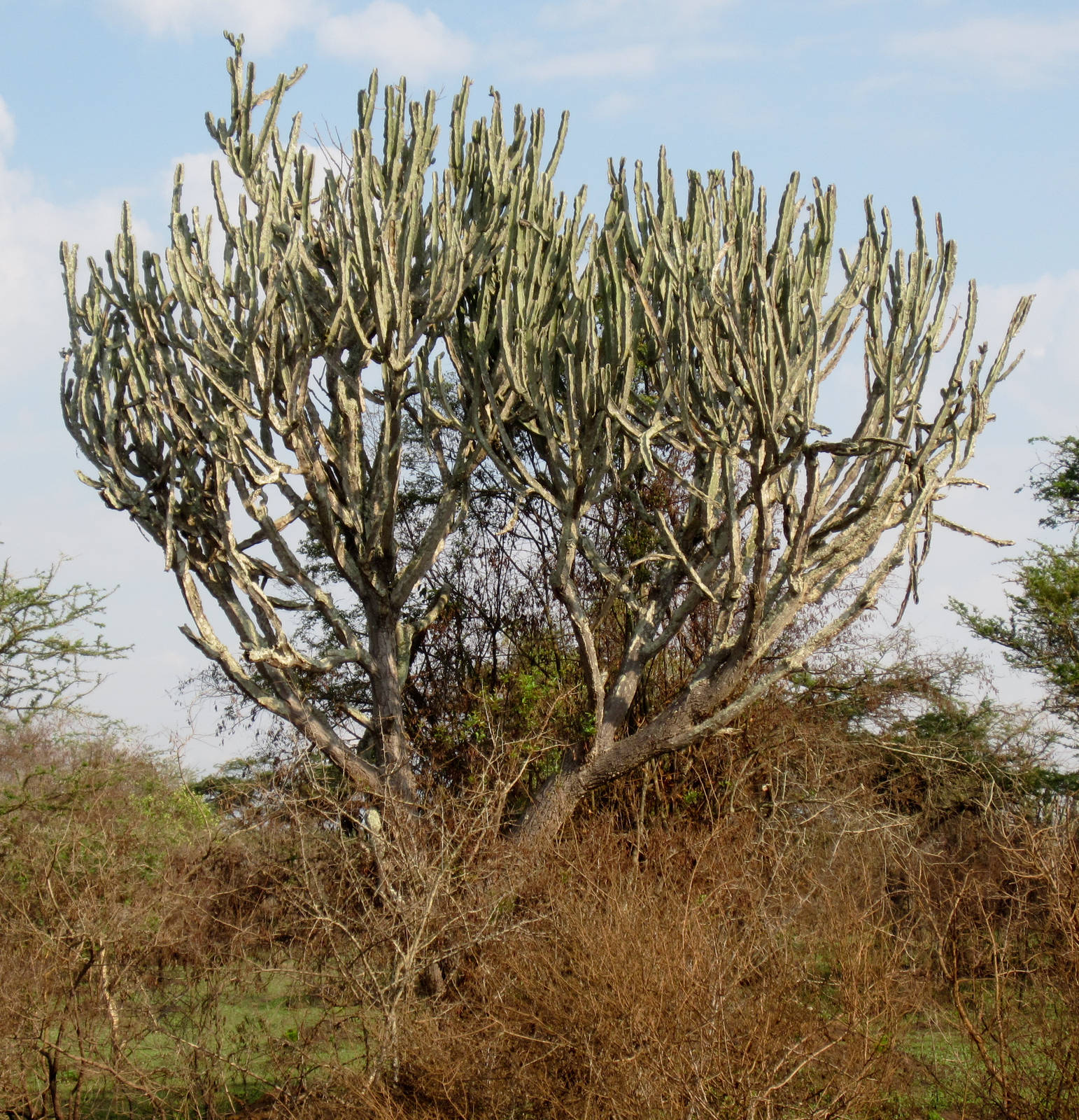 Euphorbia candelabrum