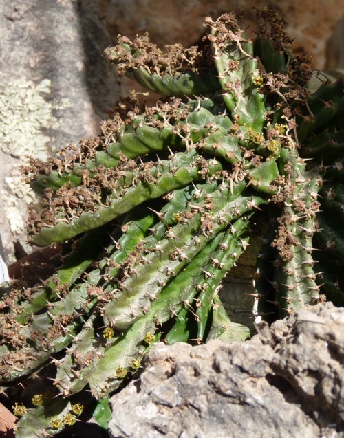 Euphorbia stellata