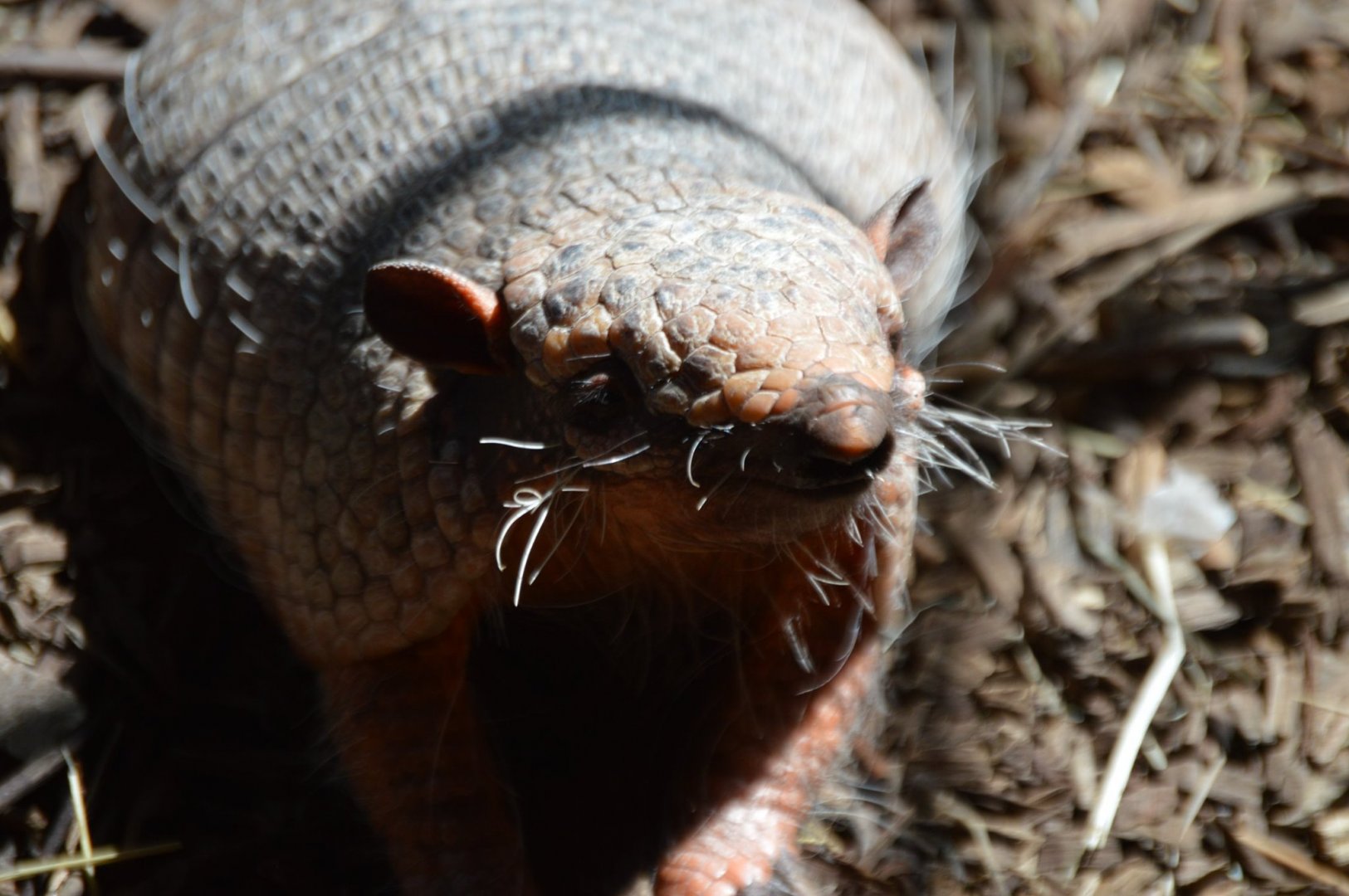 Euphractus sexcinctus