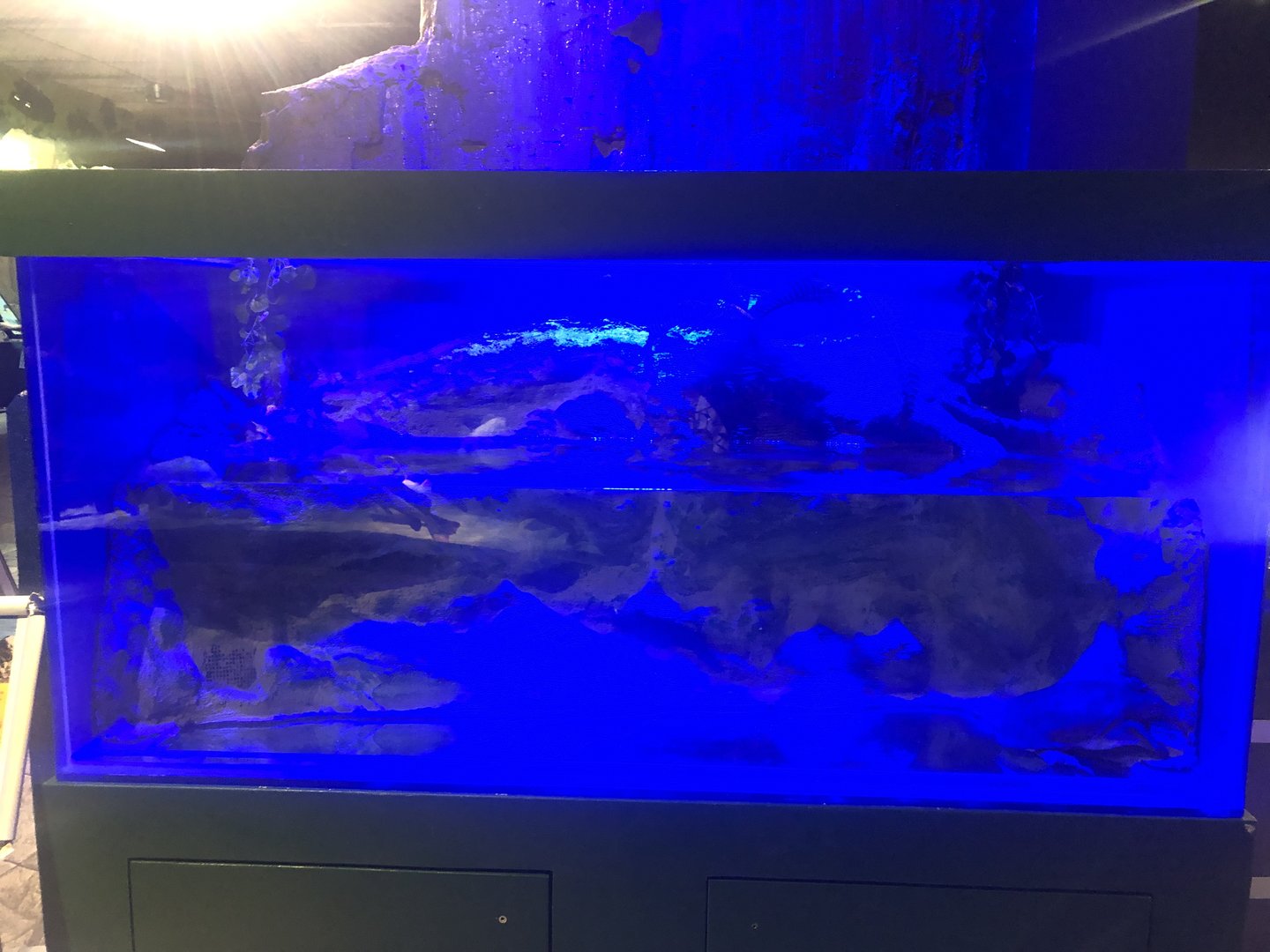 Euphrates (?) softshell tank