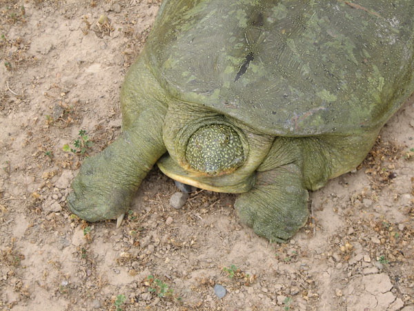 Euphrates softshell turtle (refetus euphraticus )