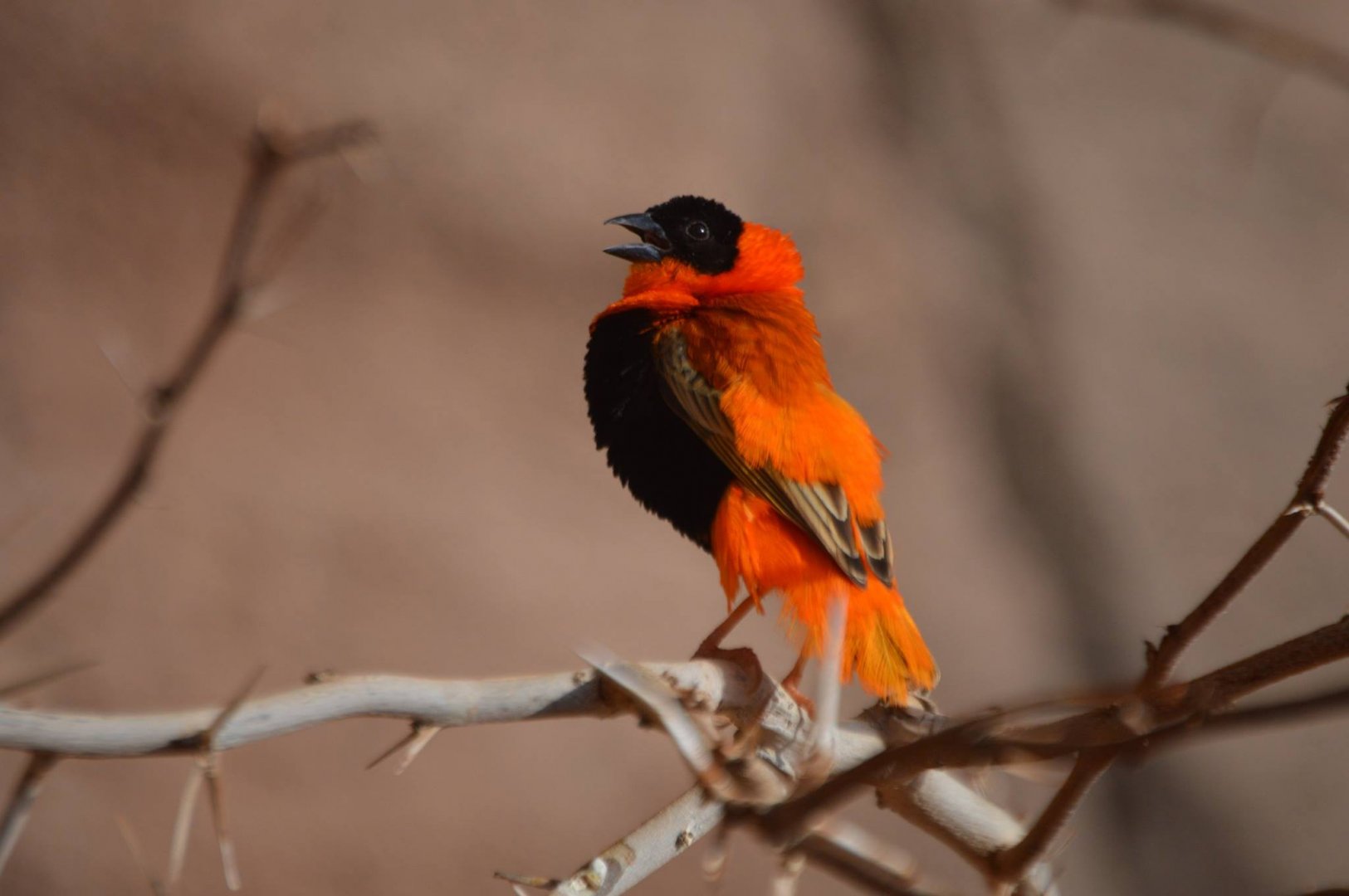 Euplectes franciscanus