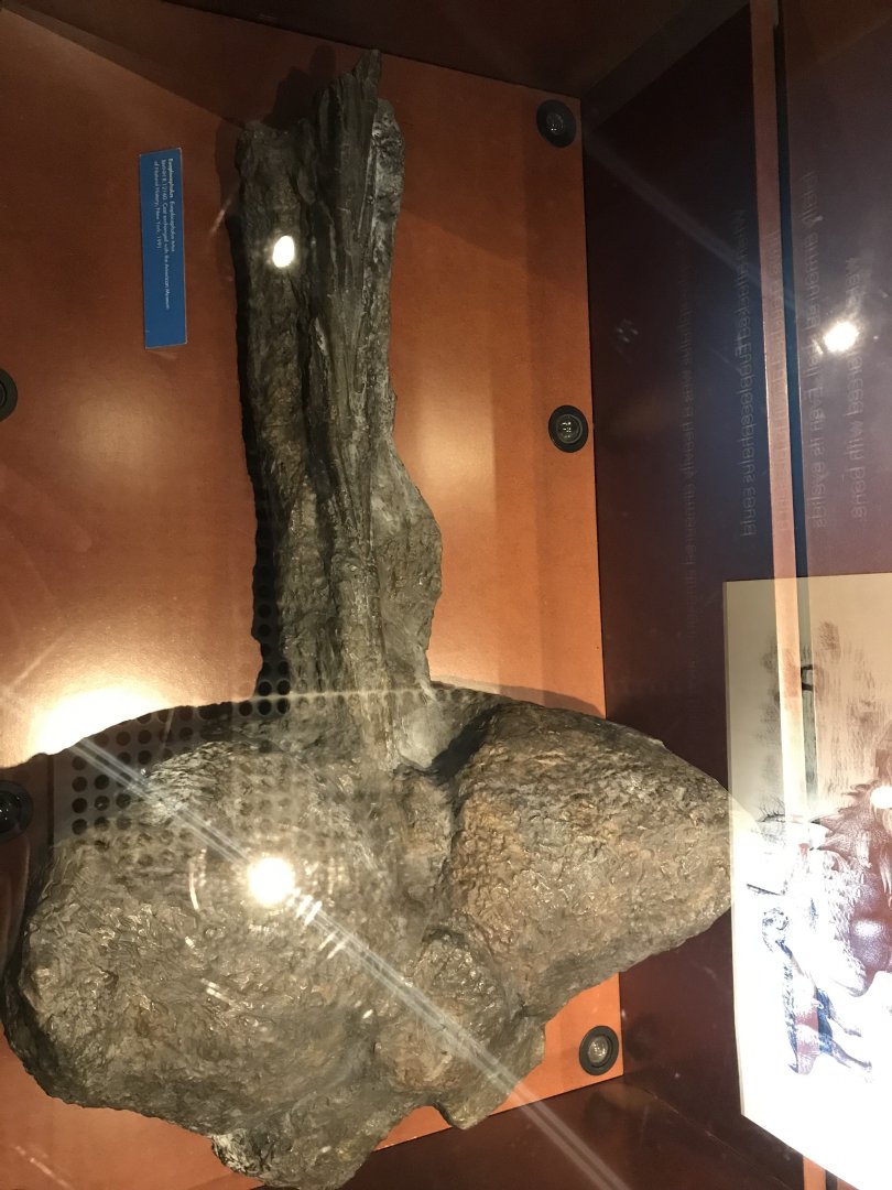 Euplocrphalus club tail