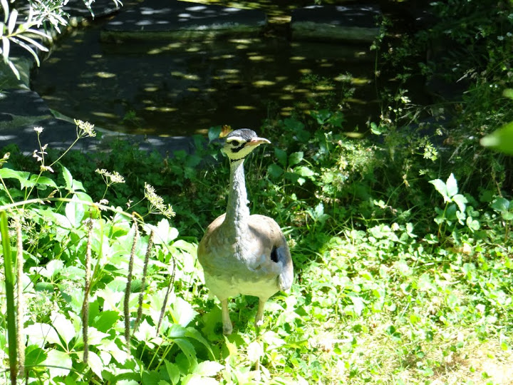 Eupodotis senegalensis