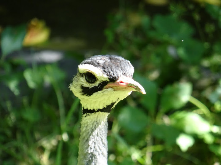 Eupodotis senegalensis