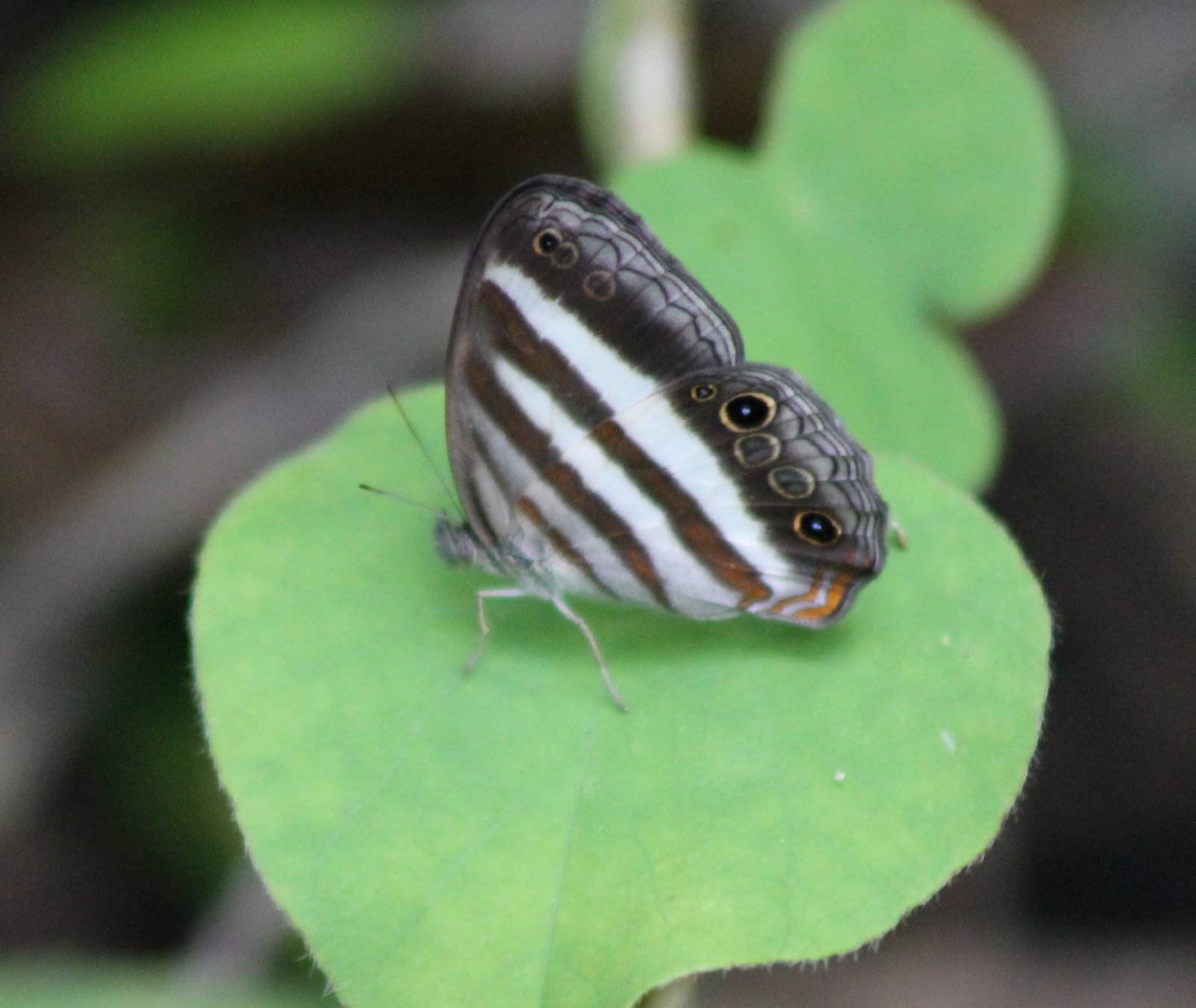 Euptychiina species