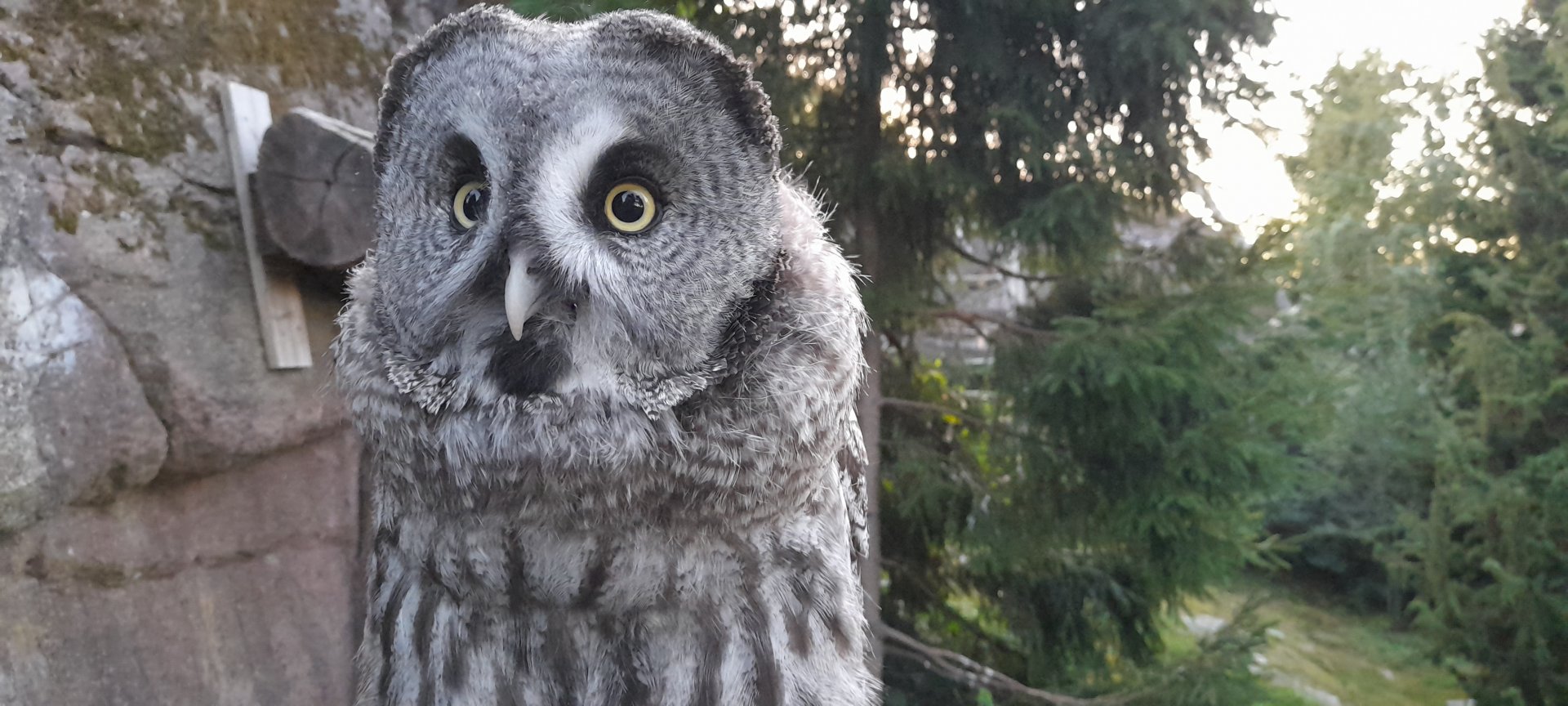 Eurasaian great grey owl (Strix nebulosa lapponica)
