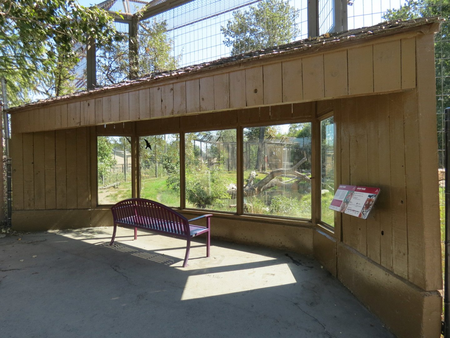 Eurasia - Amur Tiger Exhibit