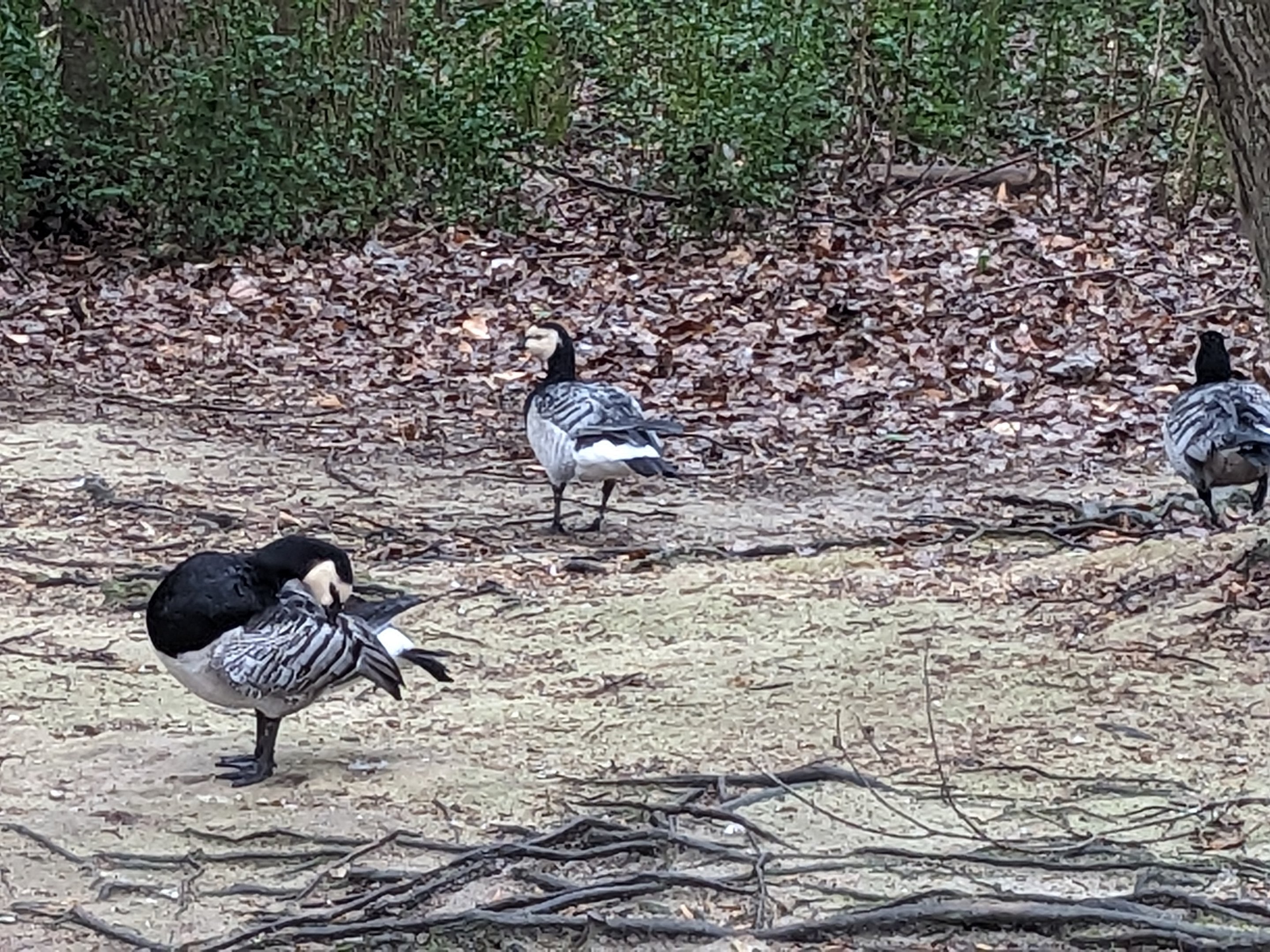 Eurasia Aviary - barnacle goose