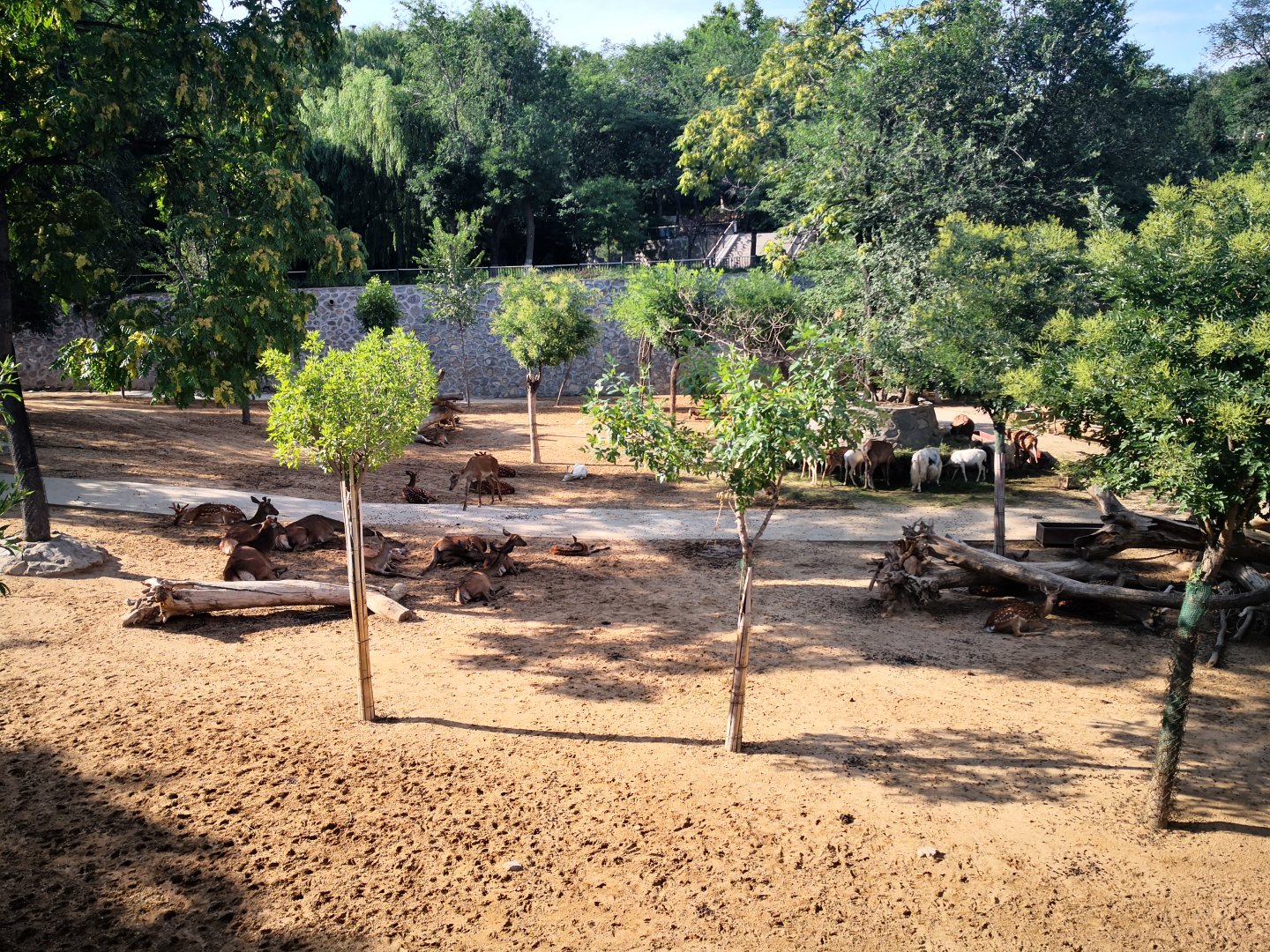 Eurasia herbivores exhibition