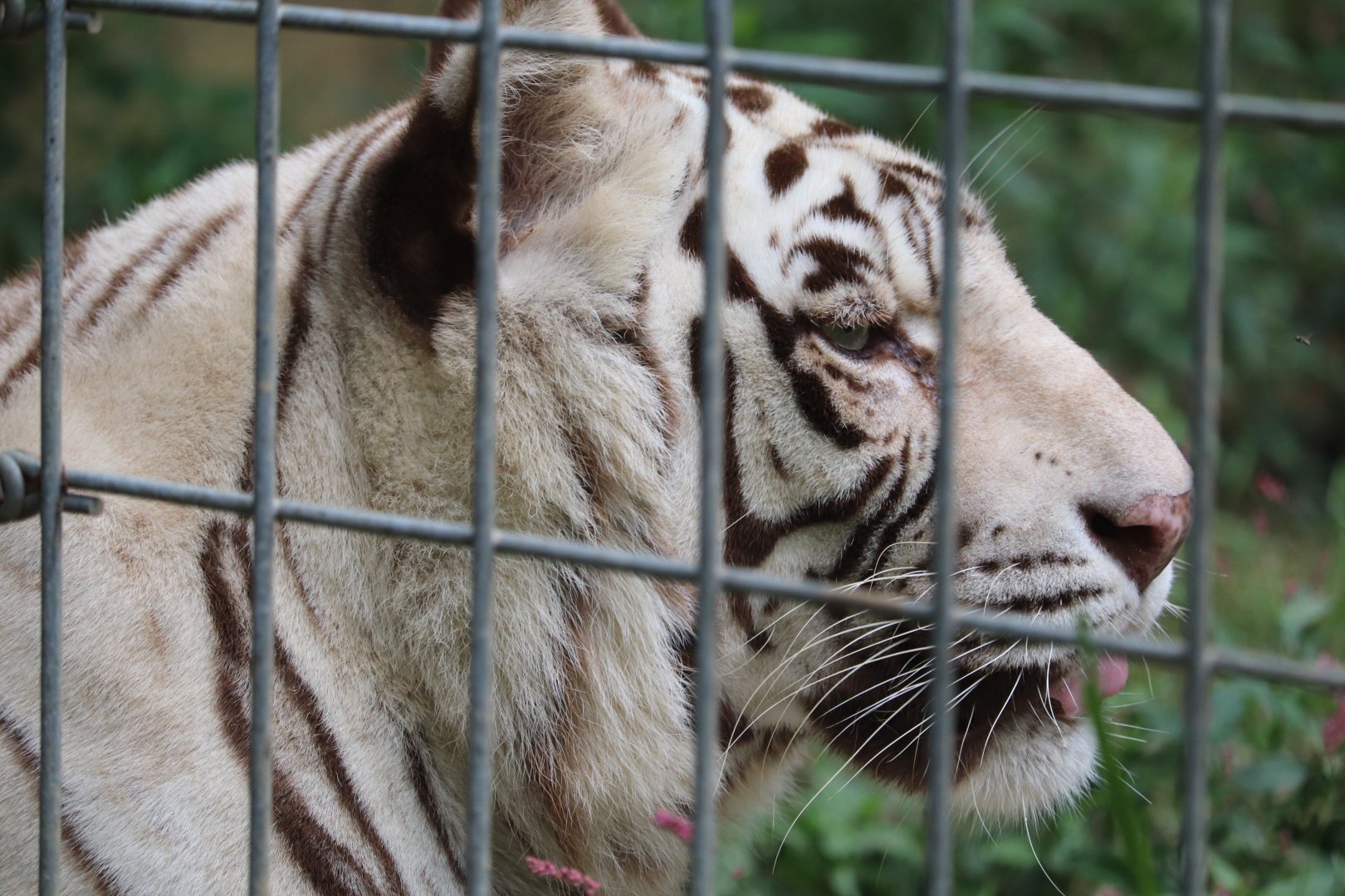 Eurasia - White Bengal Tiger