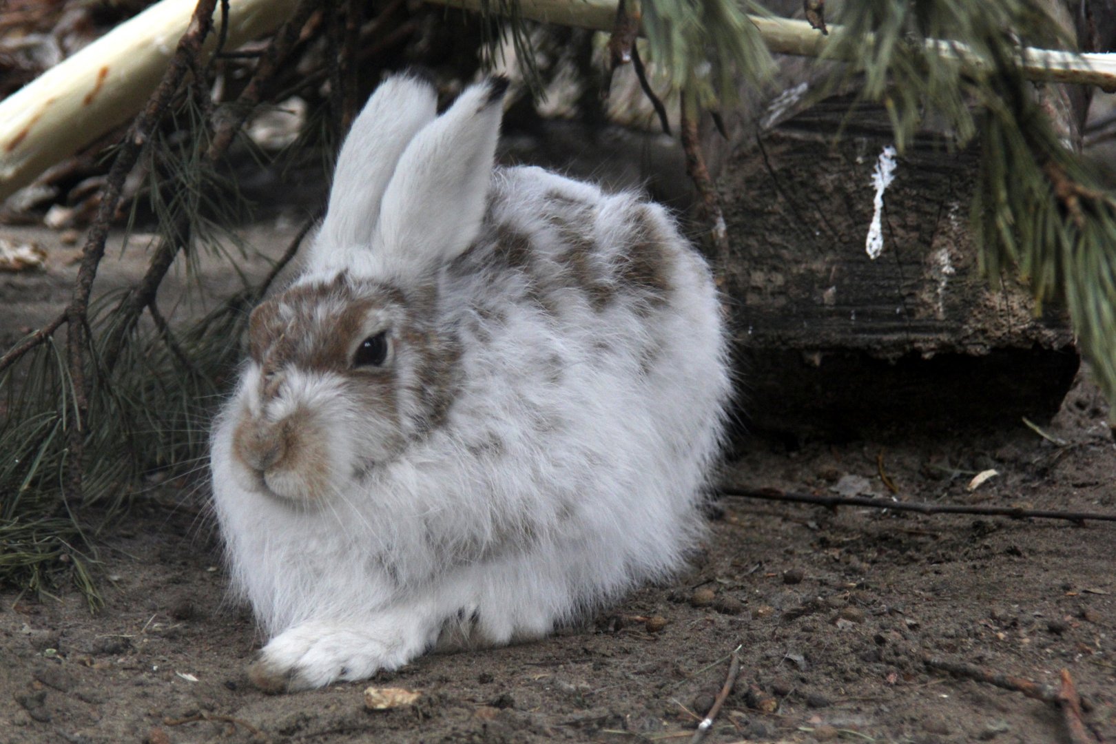 Eurasian arctic hare (Lepus timidus)