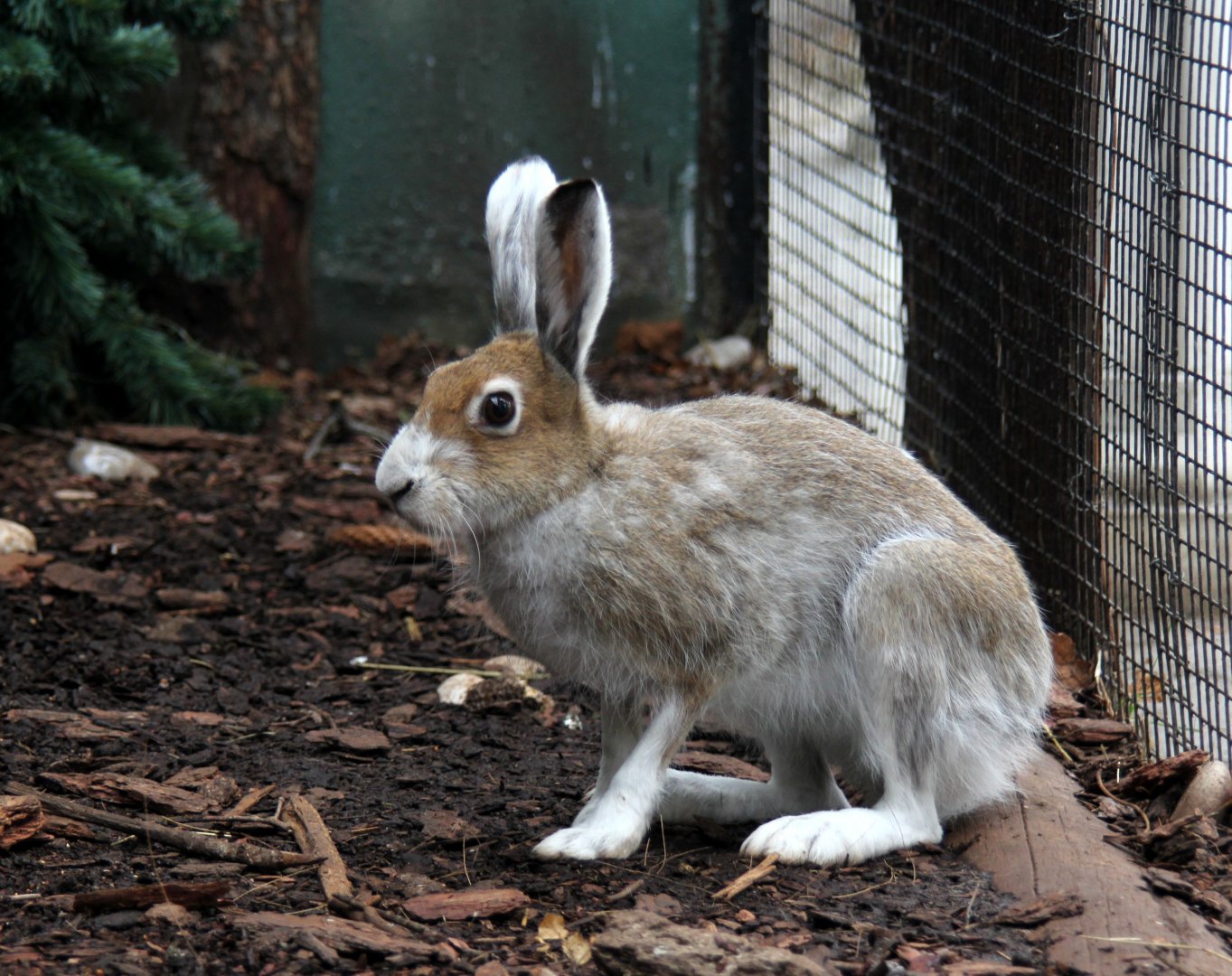 Eurasian arctic hare (Lepus timidus)
