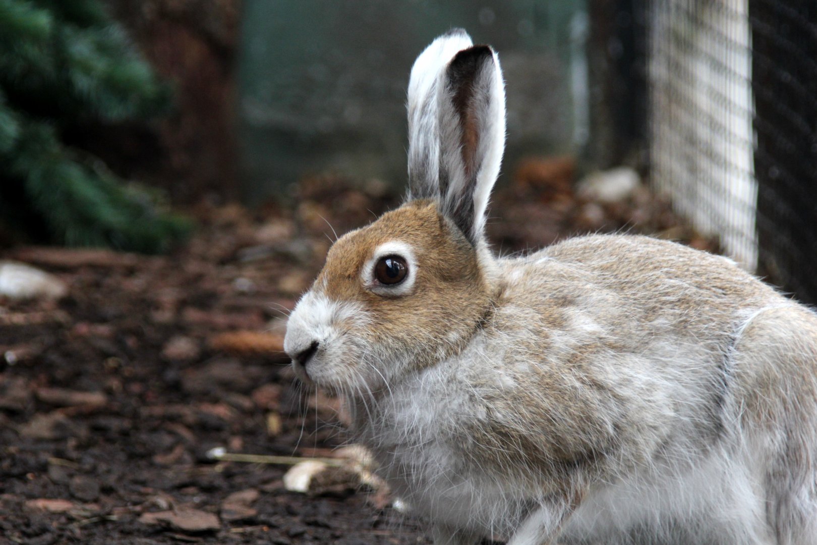 Eurasian arctic hare (Lepus timidus)
