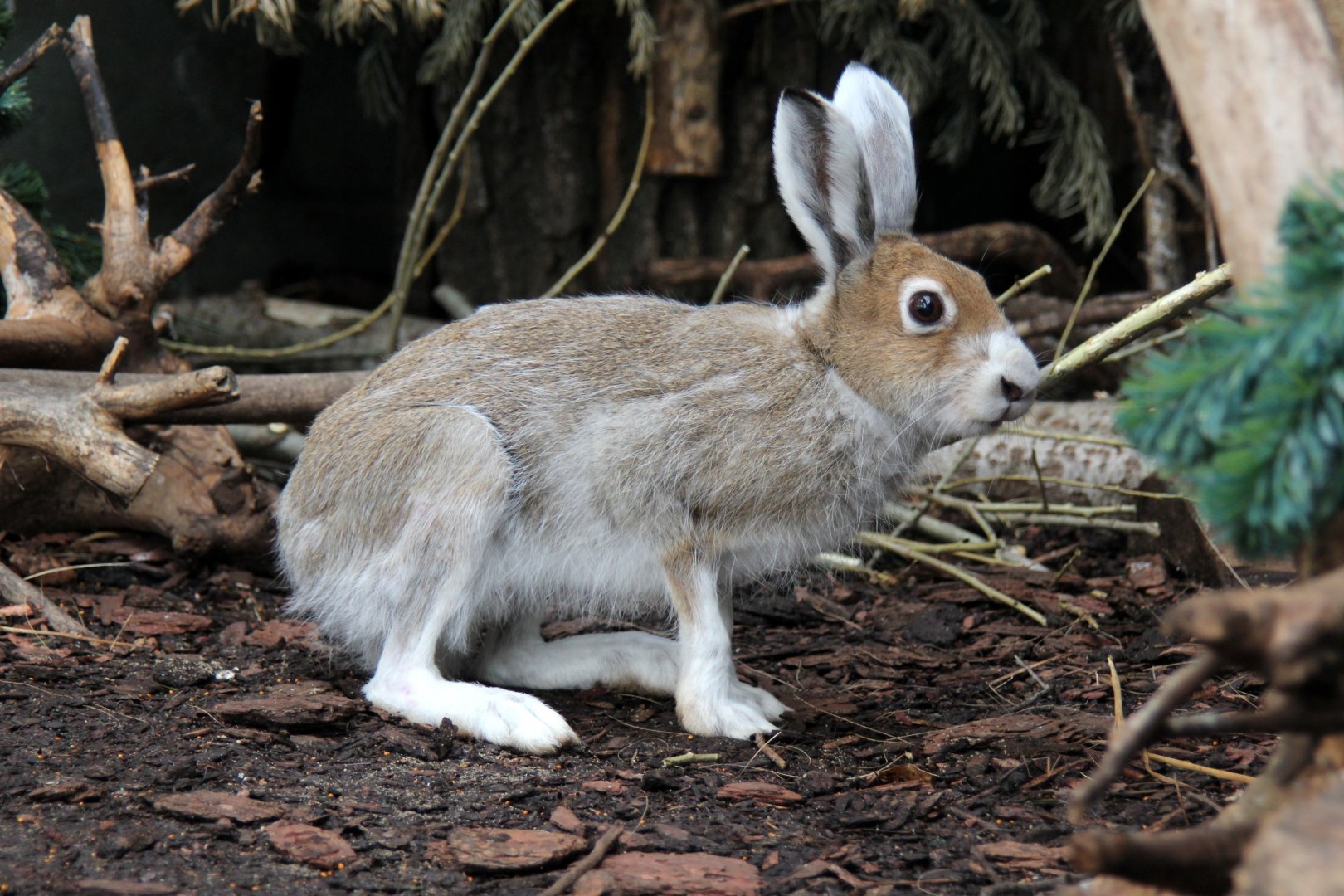 Eurasian arctic hare (Lepus timidus)
