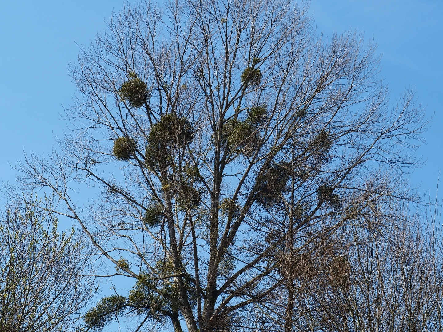 Eurasian aspen (Populus tremula) with European mistletoe (Viscum album), 2019-03-30