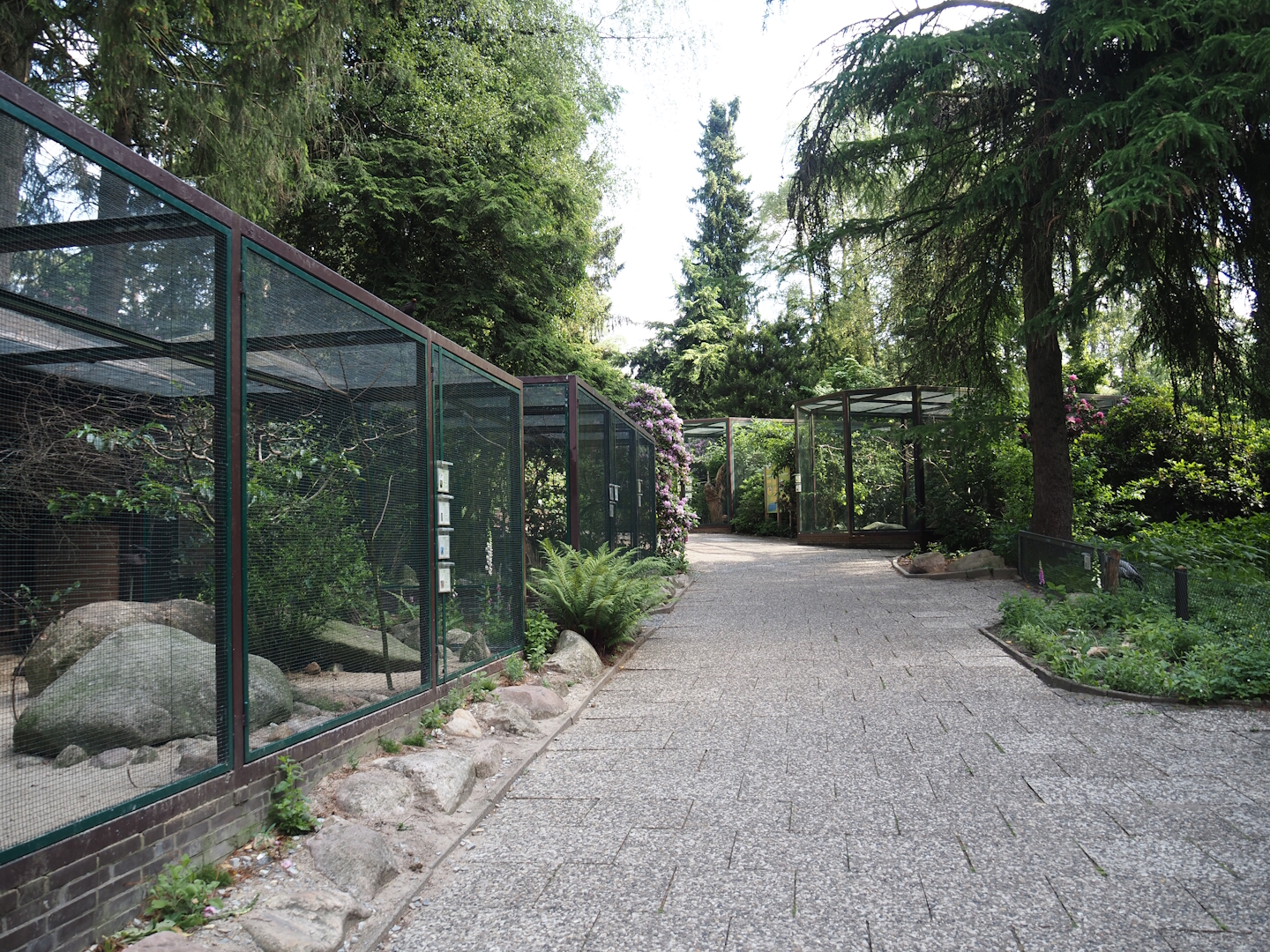 Eurasian aviary block and viewing area for Demoiselle crane exhibit, 2024-05-24